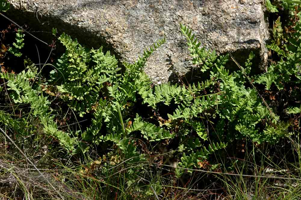 Cheilanthes viridis var. glauca