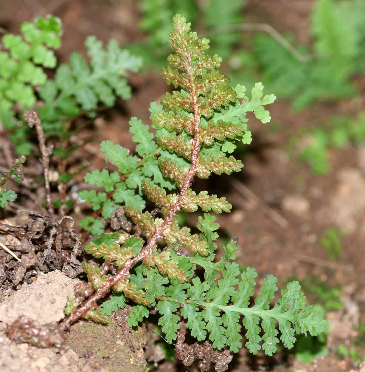Asplenium cordatum
