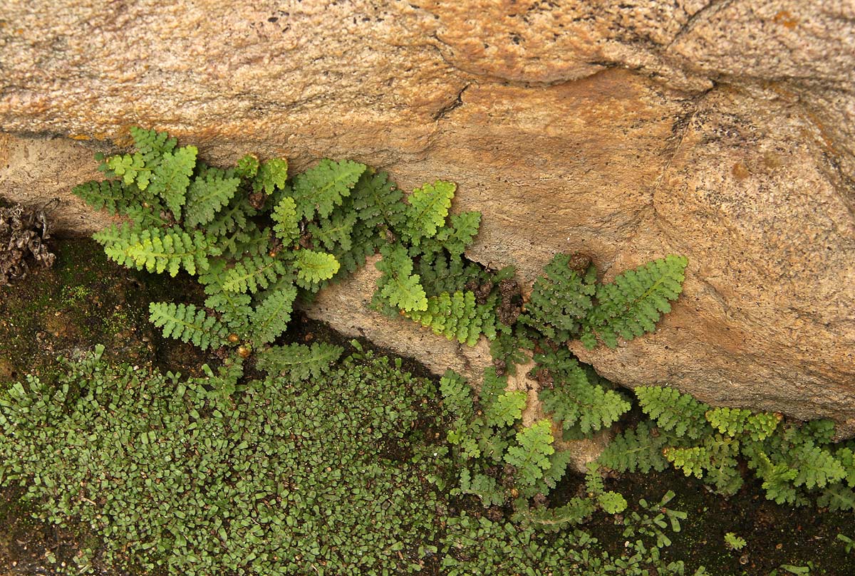 Asplenium cordatum
