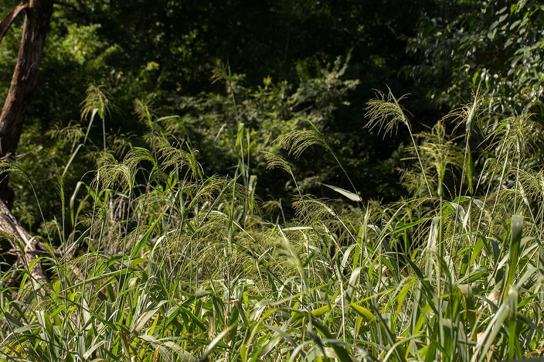 Panicum maximum
