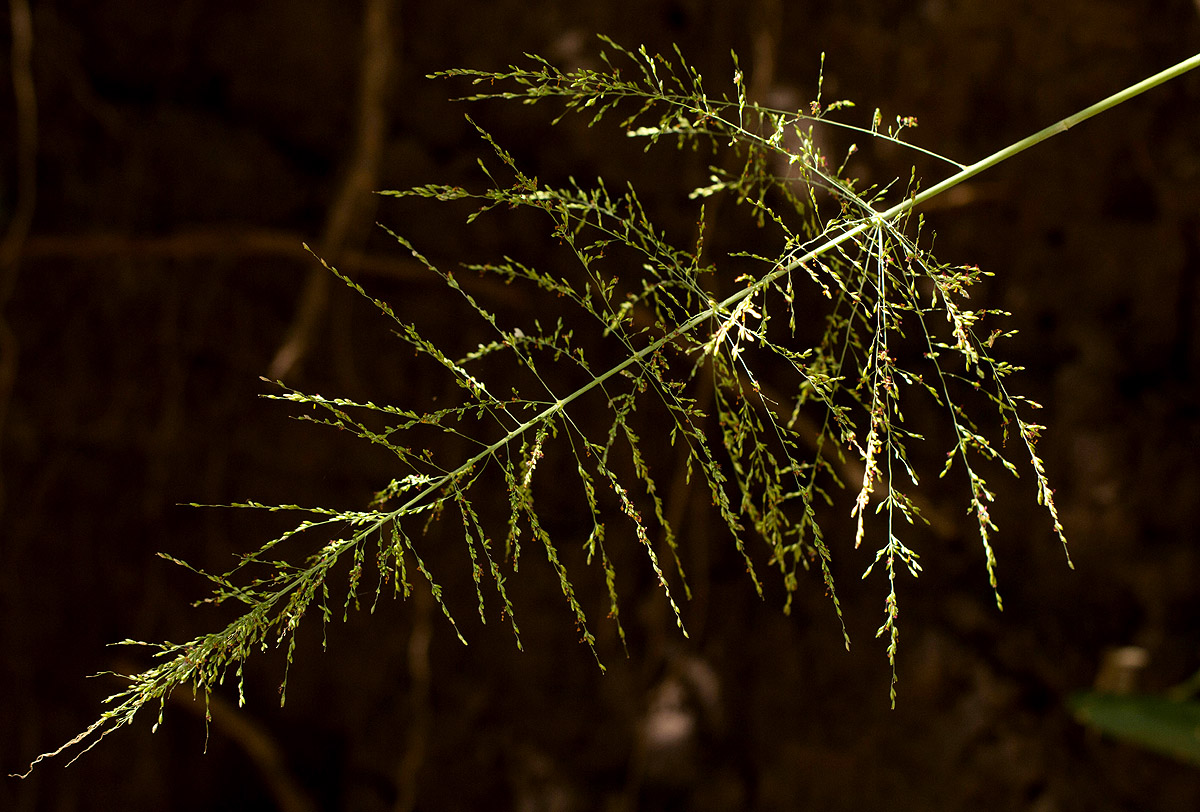 Panicum maximum