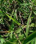 Brachiaria arrecta