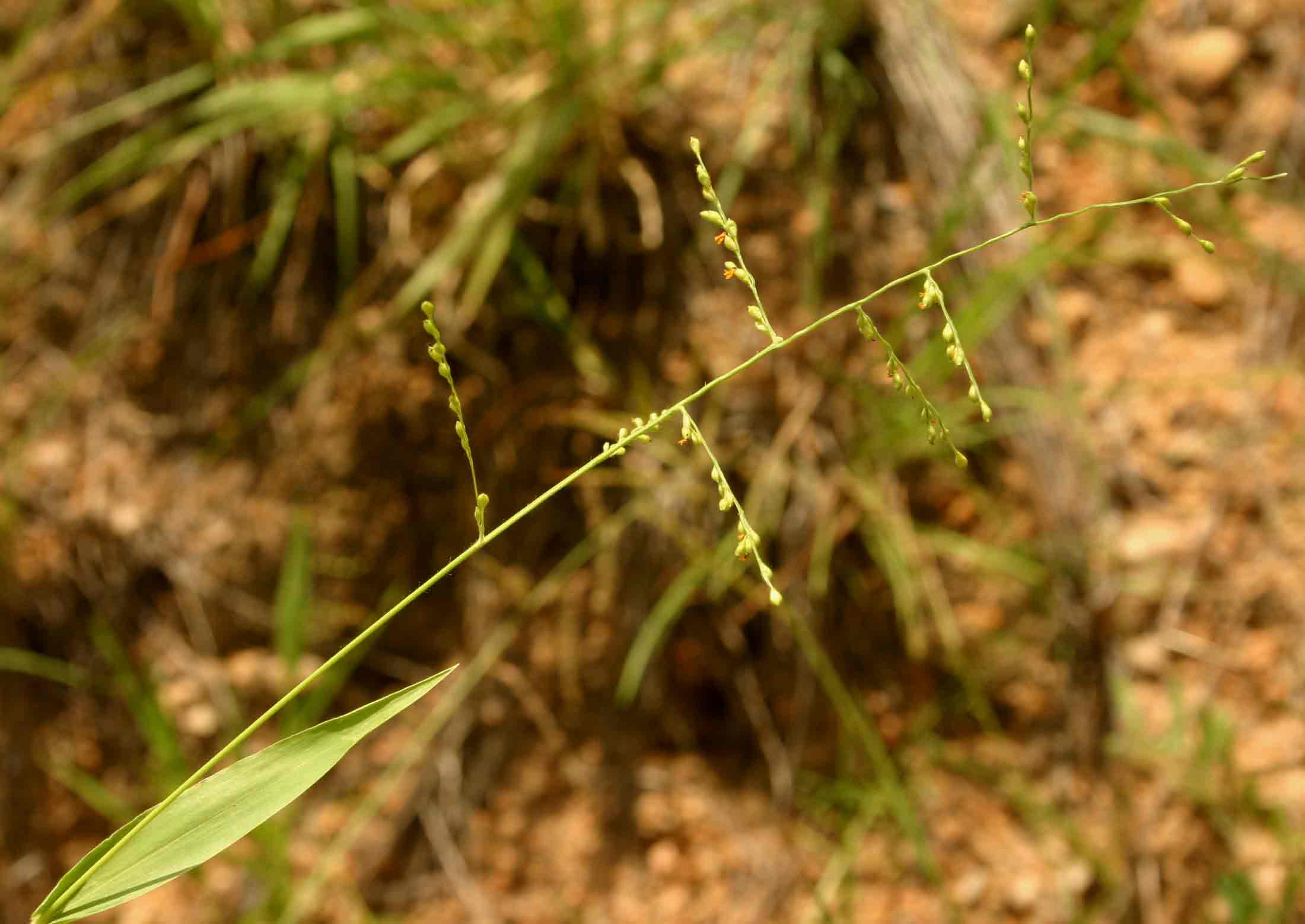 Brachiaria deflexa