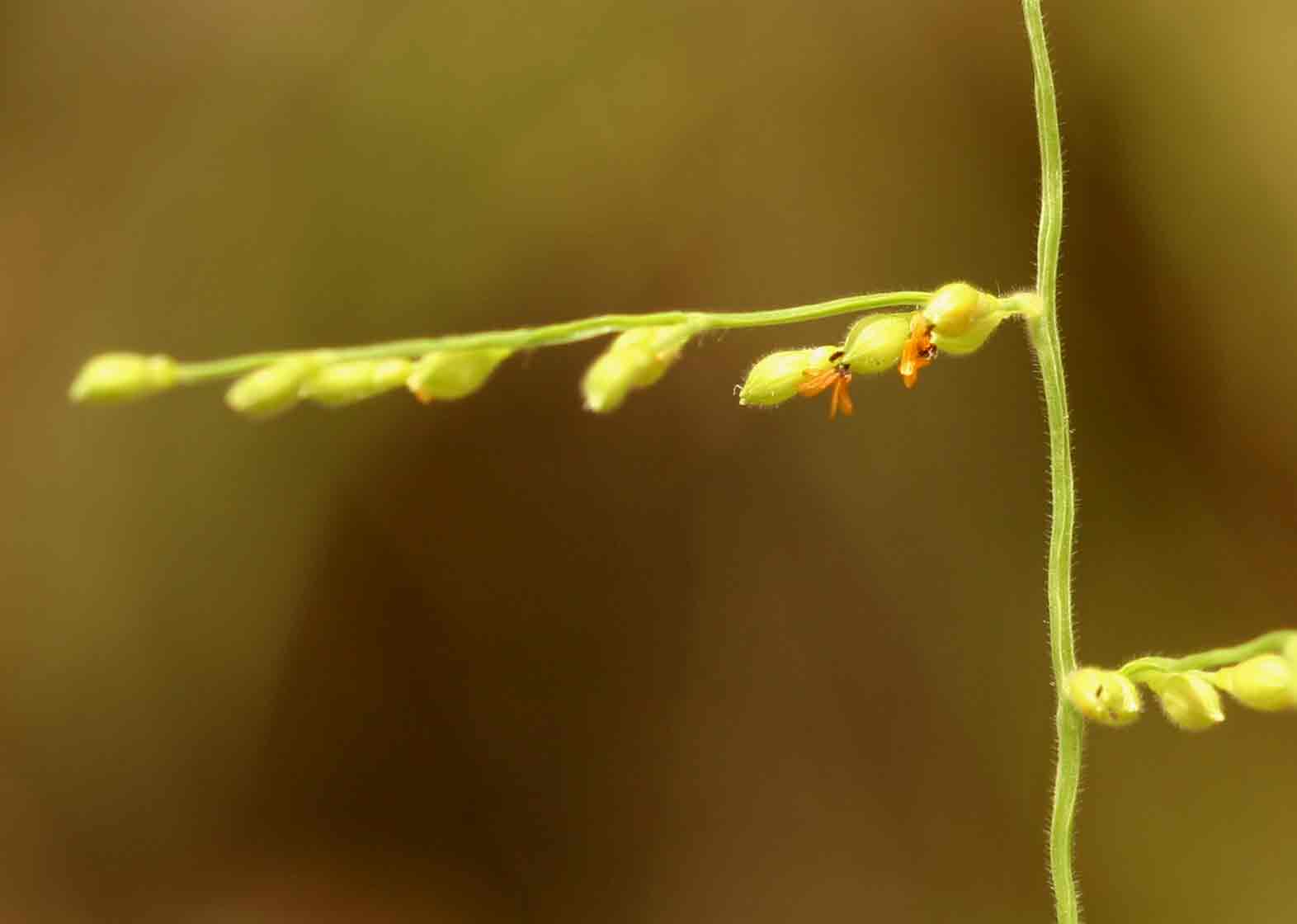 Brachiaria deflexa