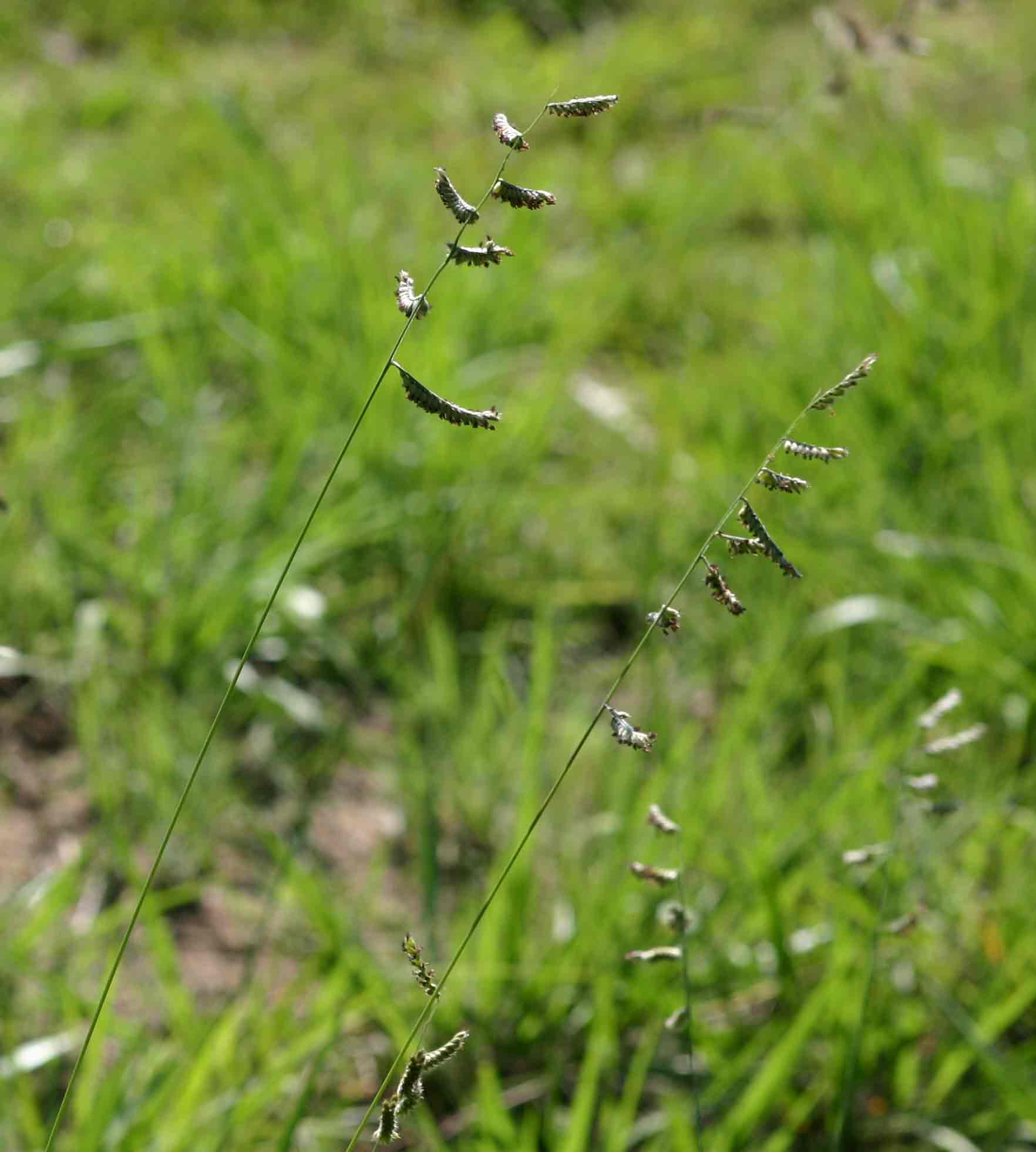 Brachiaria nigropedata