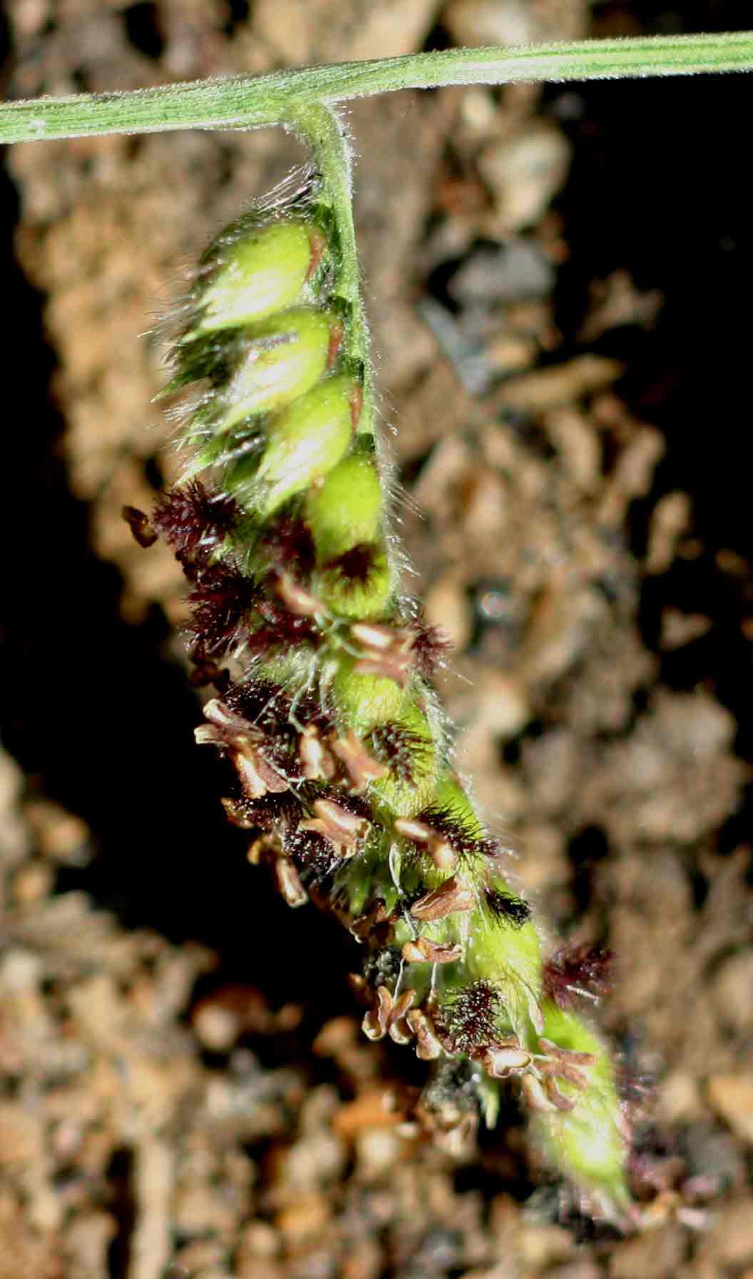 Brachiaria nigropedata
