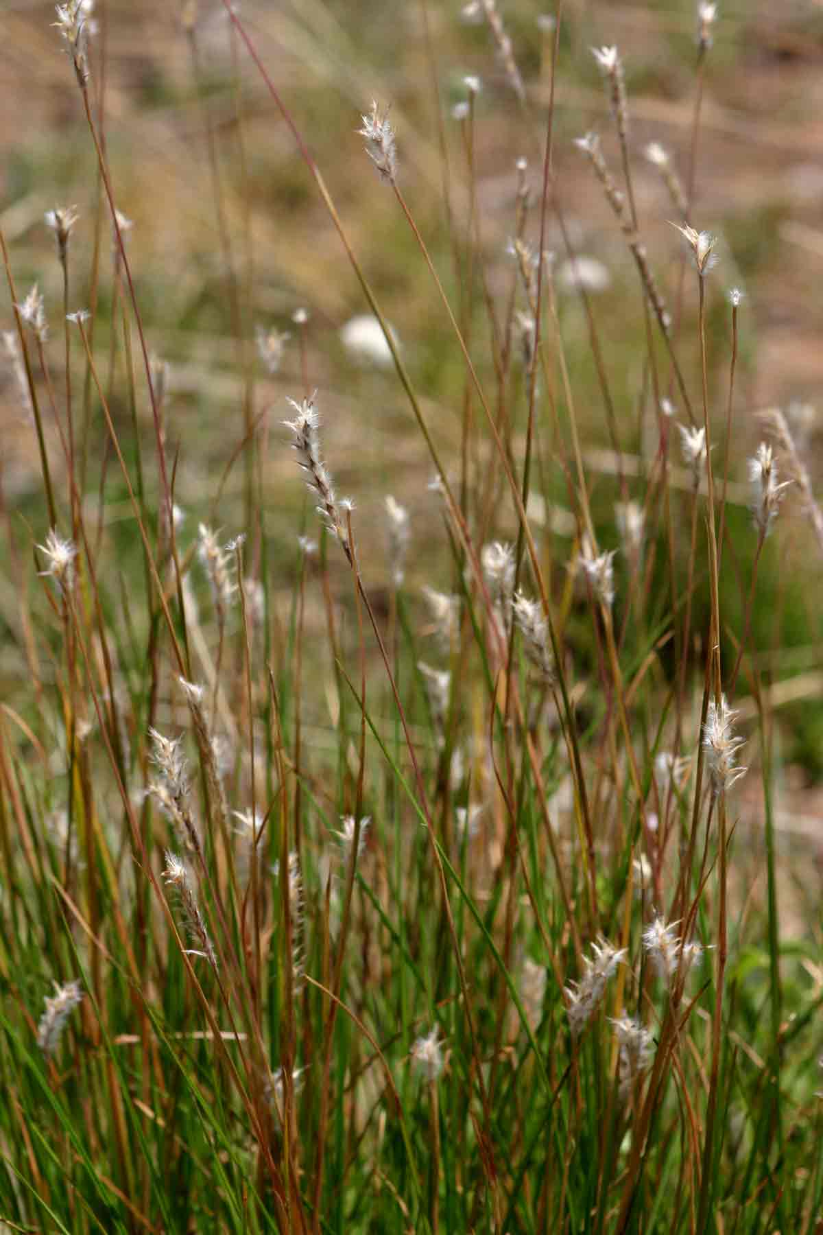 Elionurus muticus