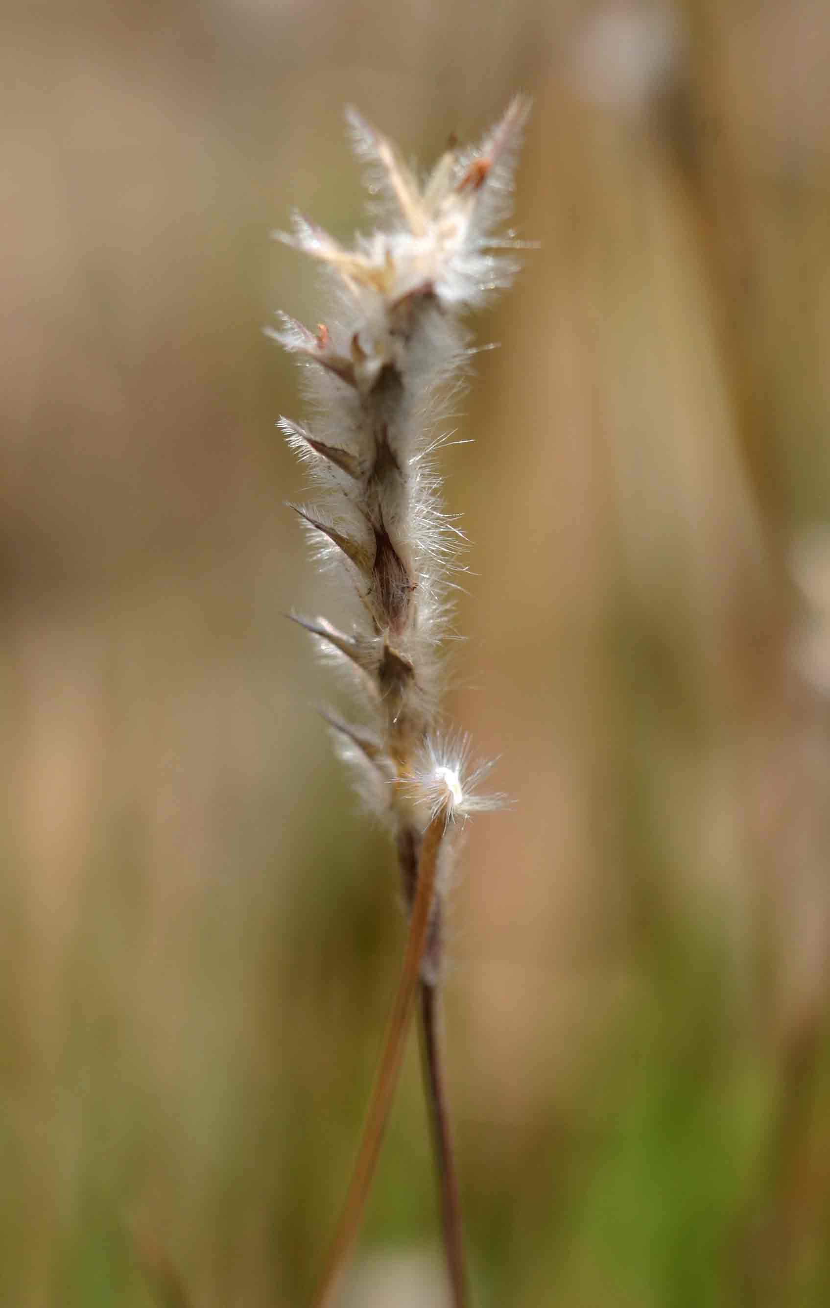 Elionurus muticus