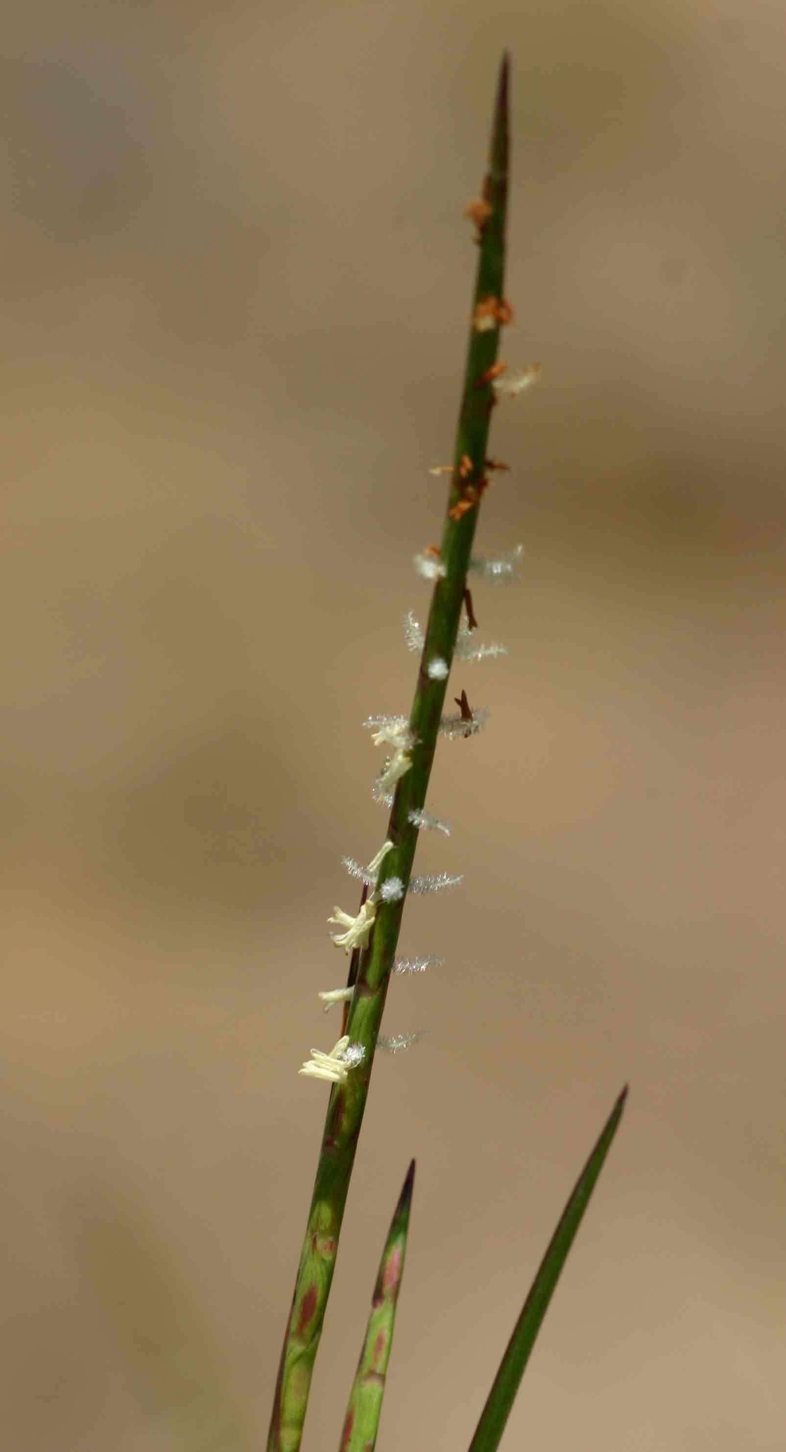 Hemarthria altissima