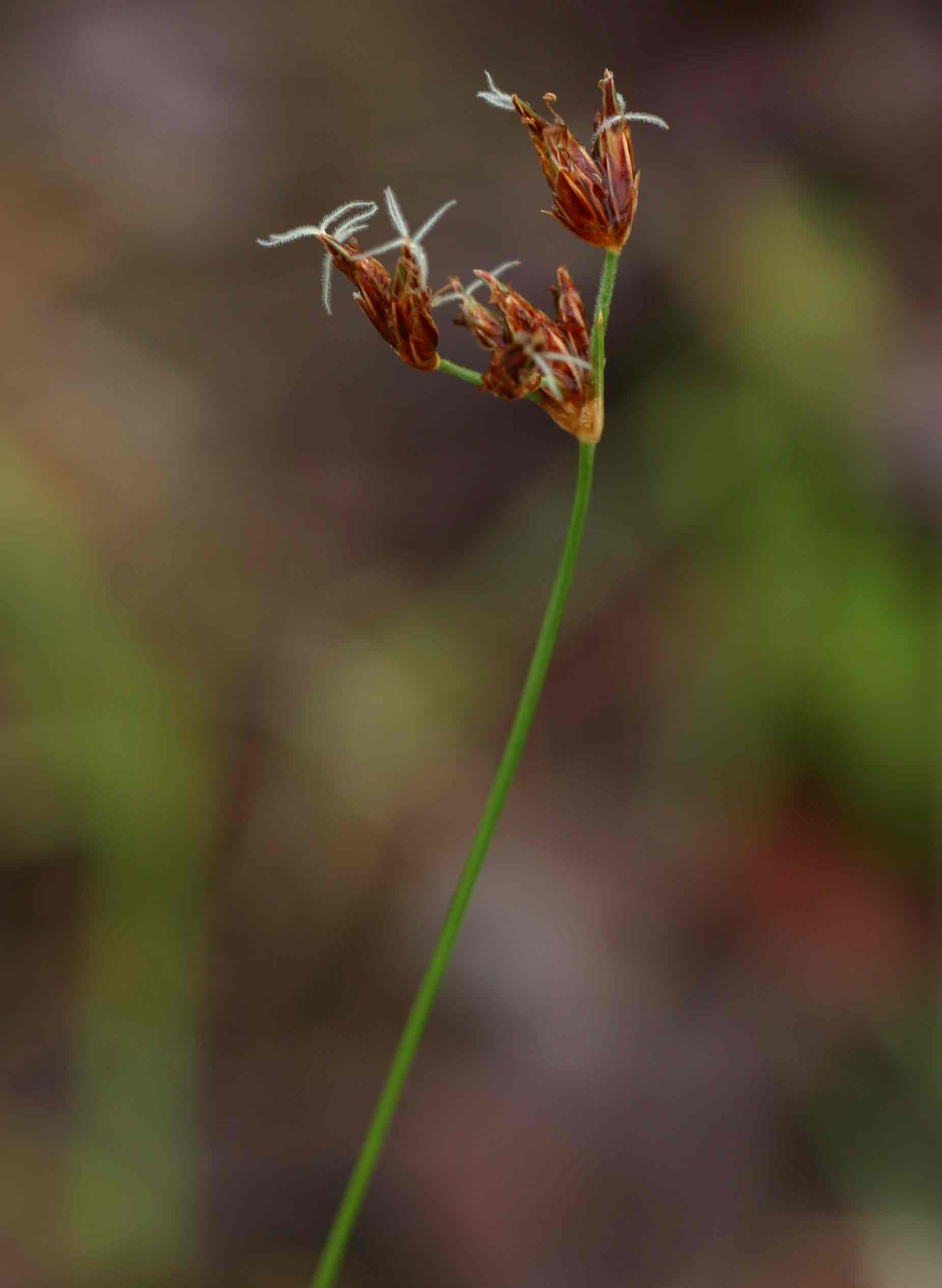 Bulbostylis contexta