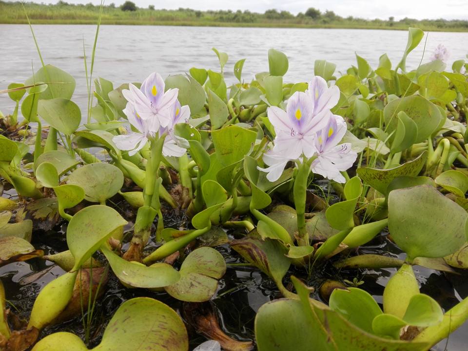 Pontederia crassipes