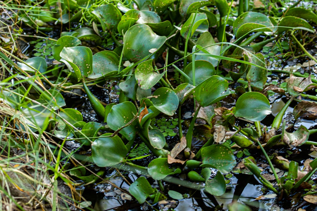 Pontederia crassipes