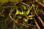 Pontederia crassipes