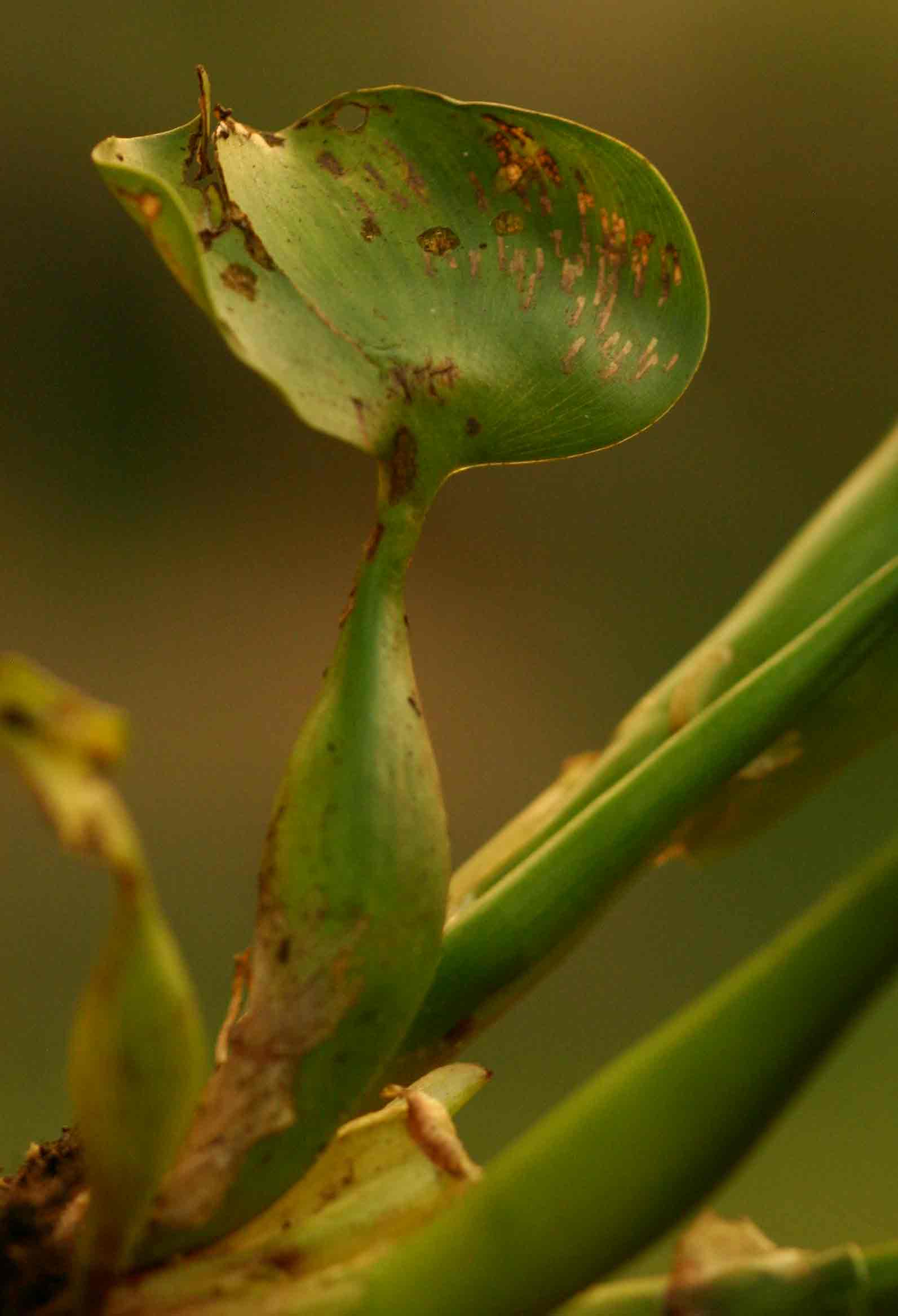Pontederia crassipes