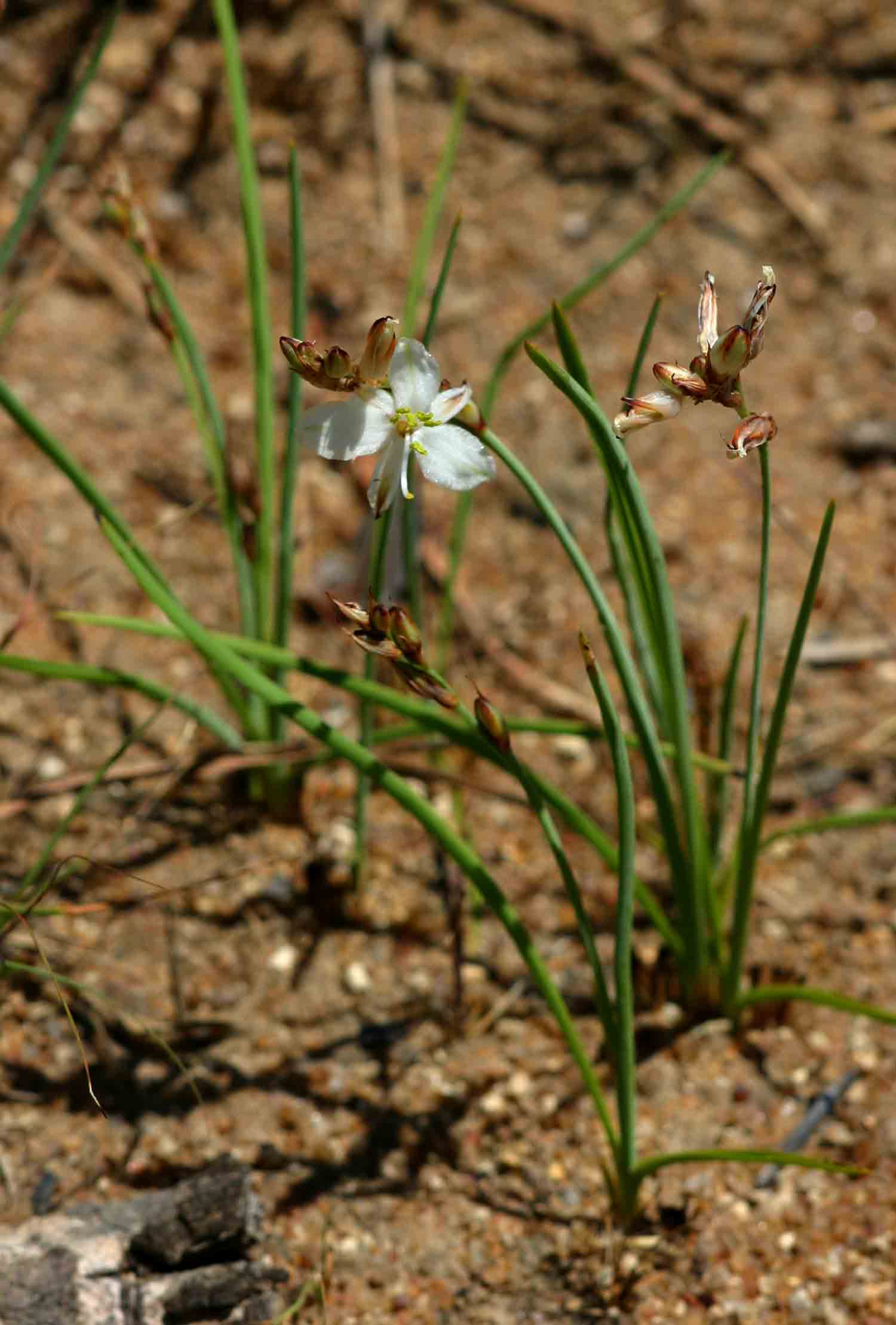 Chlorophytum anceps