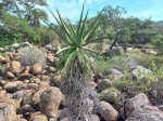 Aloe excelsa var. excelsa