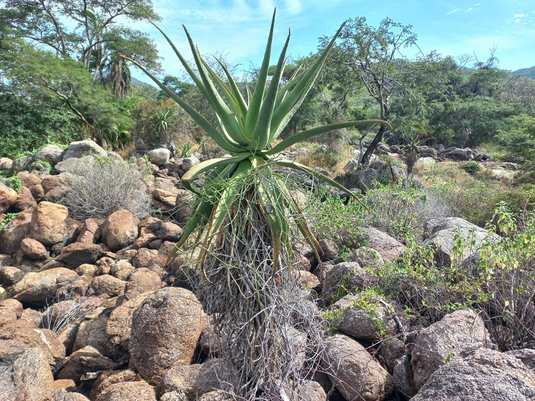 Aloe excelsa var. excelsa