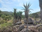 Aloe excelsa var. excelsa