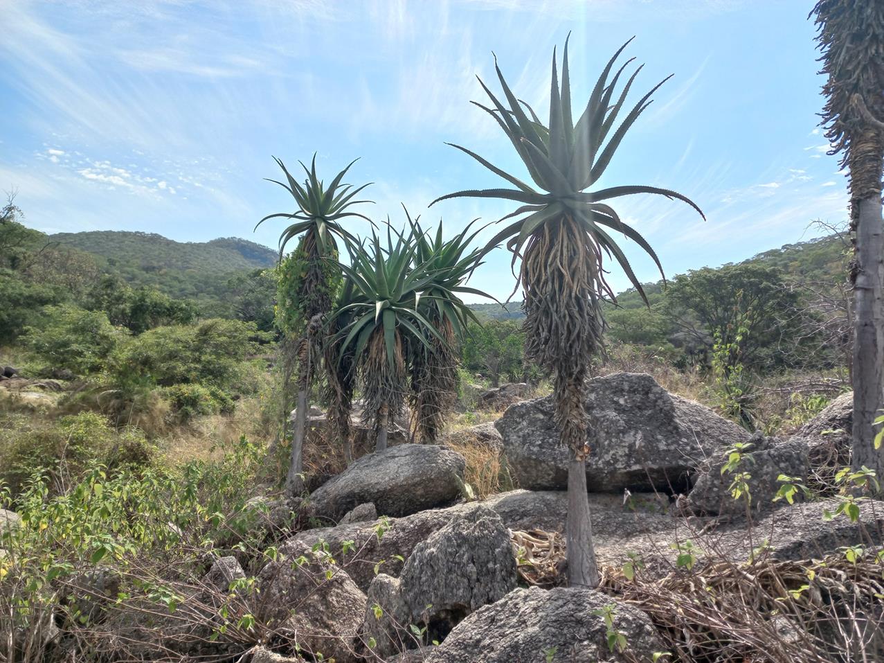 Aloe excelsa var. excelsa