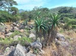 Aloe excelsa var. excelsa