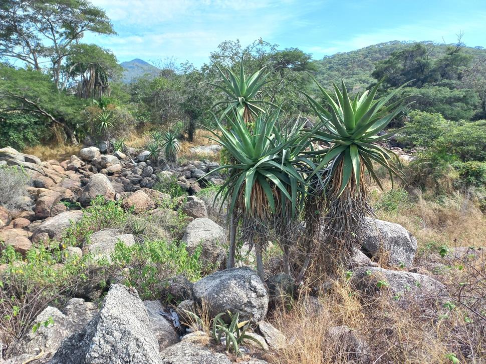 Aloe excelsa var. excelsa