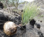 Schizobasis intricata