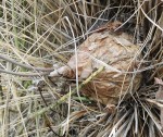 Schizobasis intricata