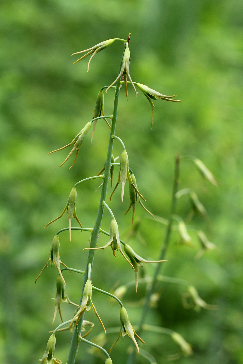 Dipcadi glaucum
