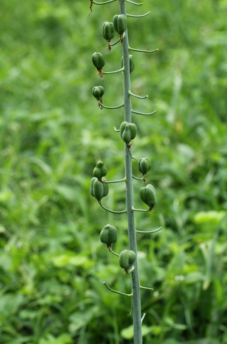 Dipcadi glaucum