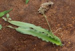 Dipcadi platyphyllum