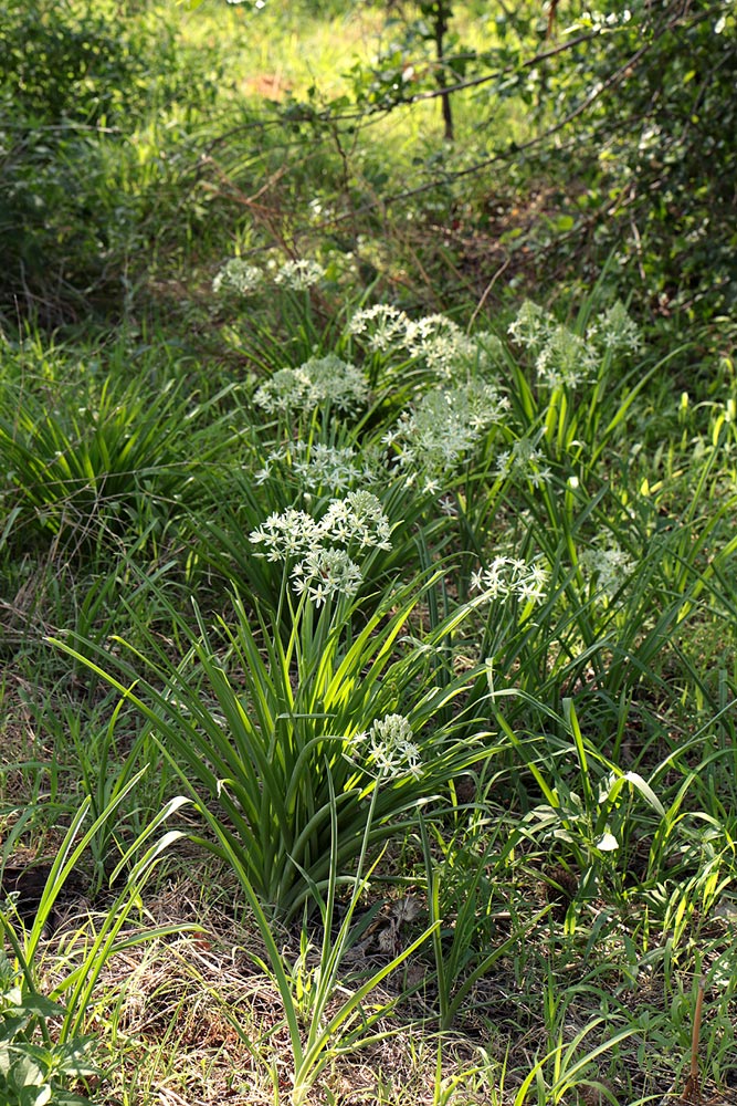 Ornithogalum pulchrum