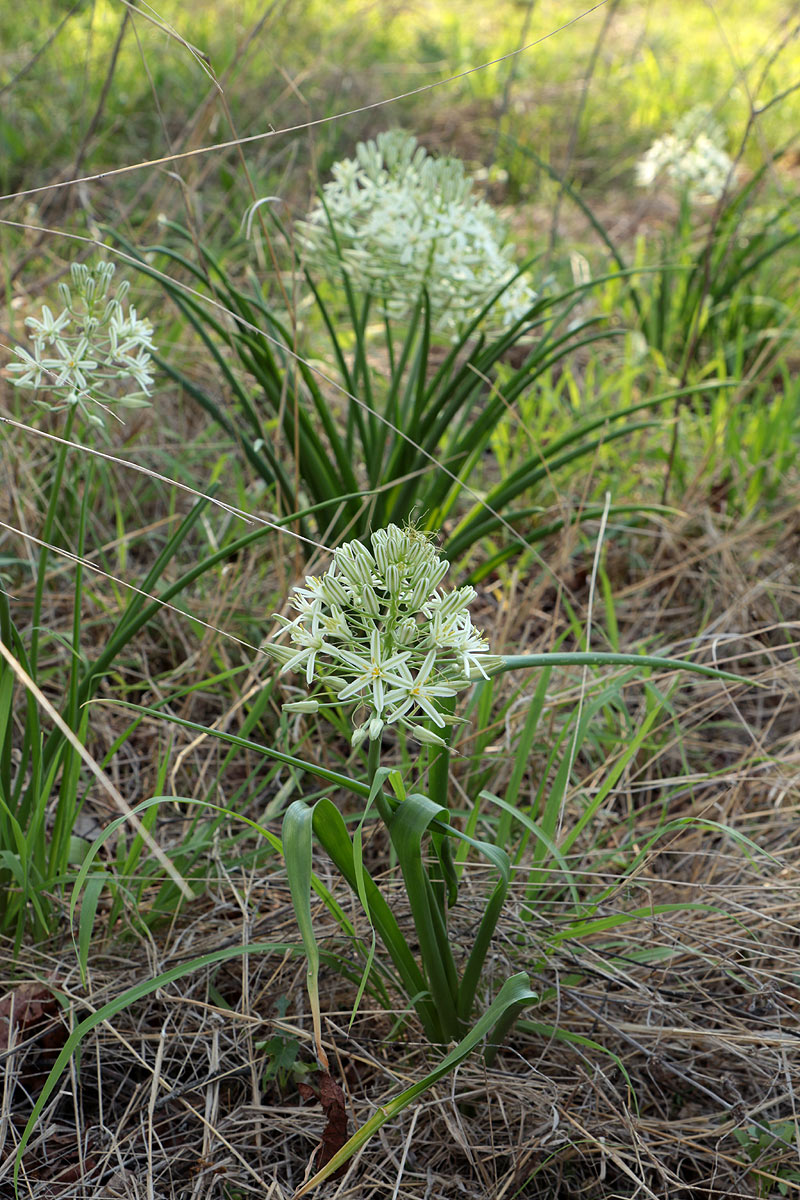 Ornithogalum pulchrum