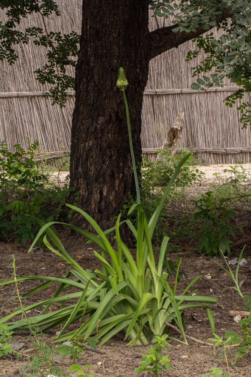 Ornithogalum pulchrum