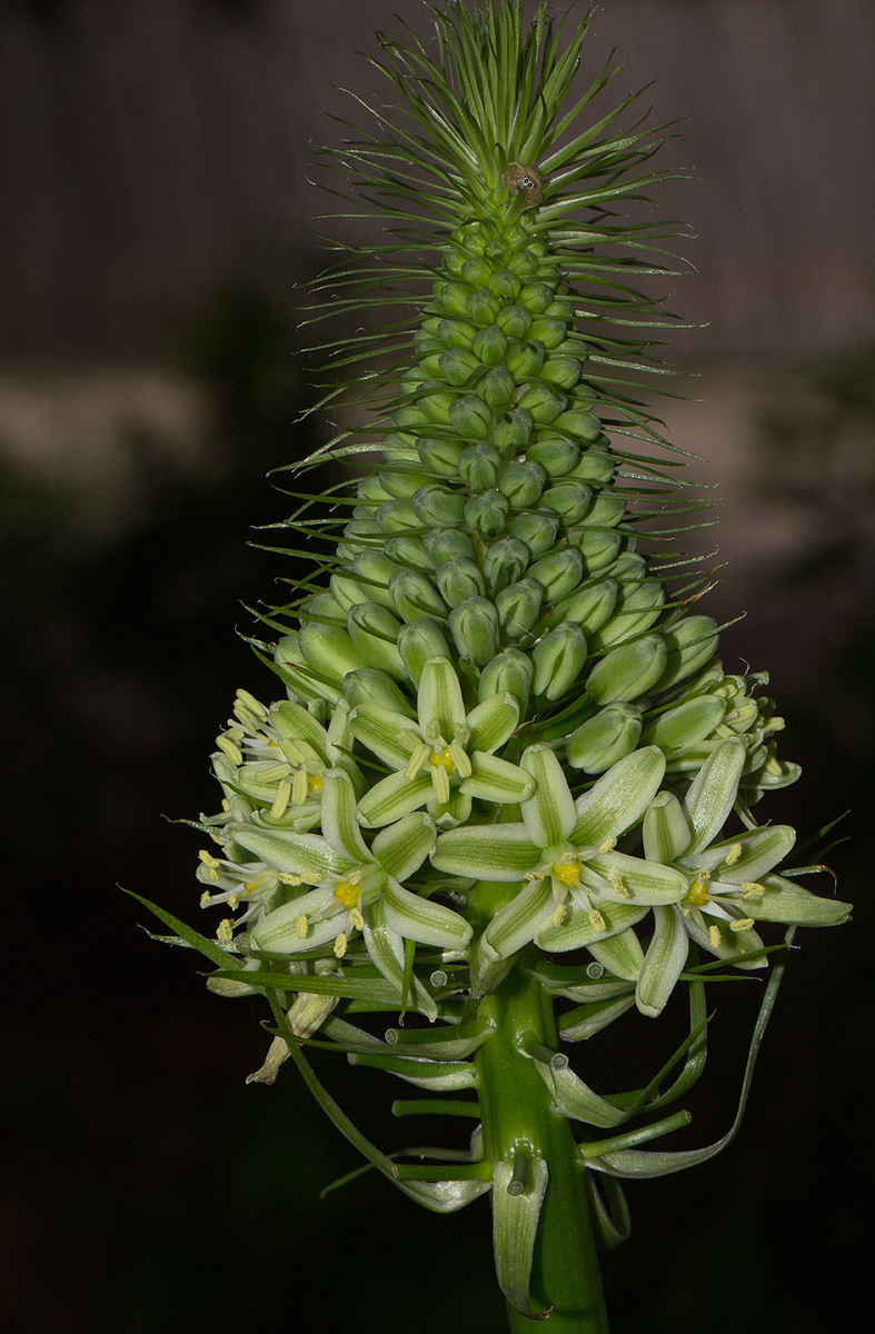 Ornithogalum pulchrum