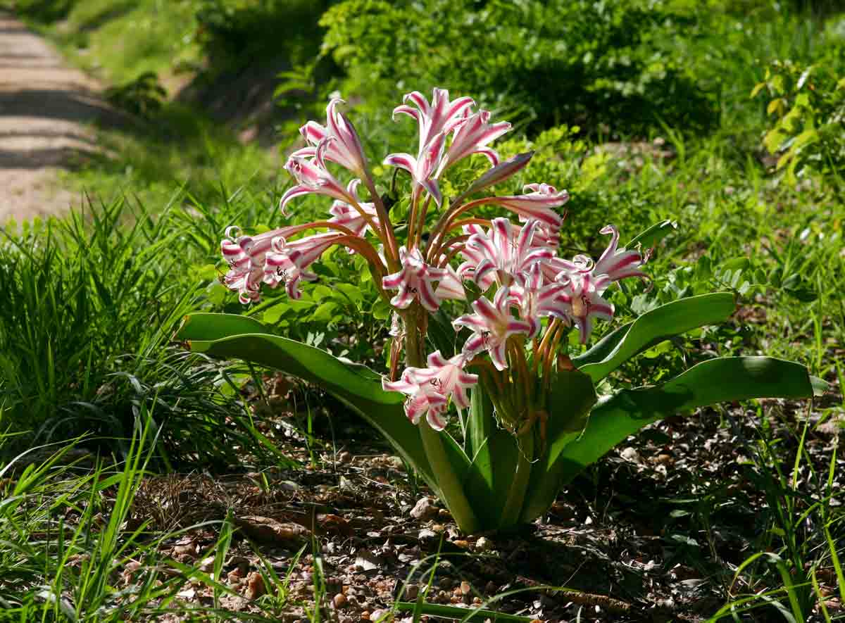 Crinum stuhlmannii subsp. delagoense