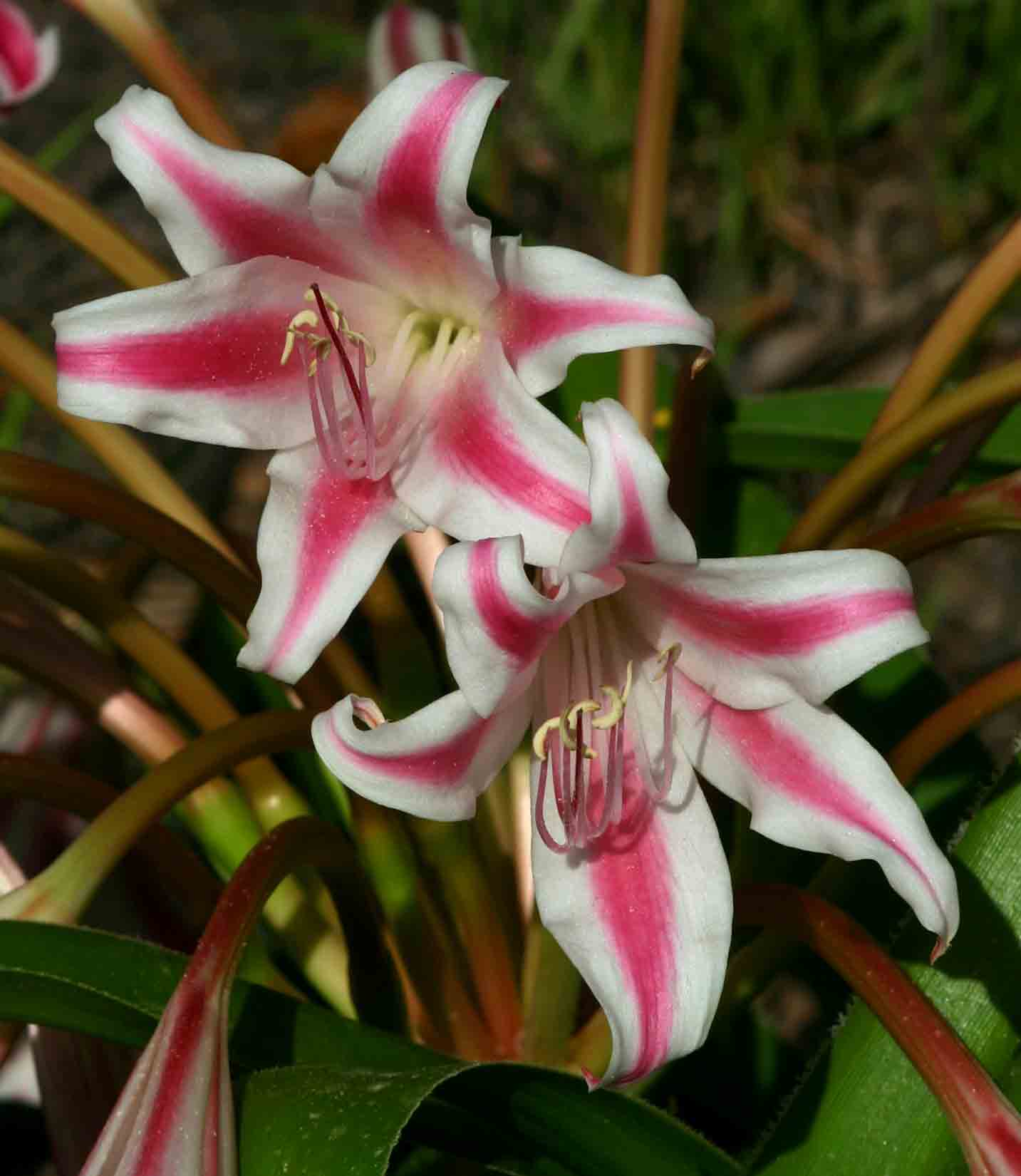 Crinum stuhlmannii subsp. delagoense