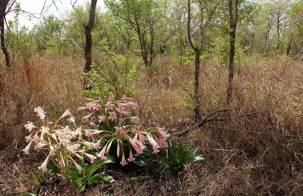 Crinum stuhlmannii subsp. delagoense