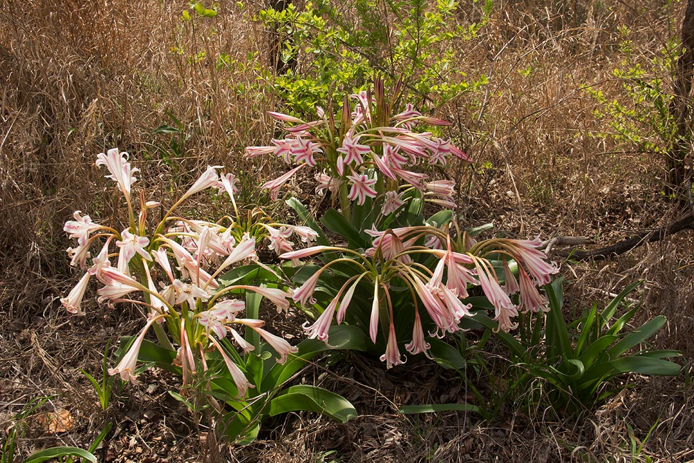 Crinum stuhlmannii subsp. delagoense