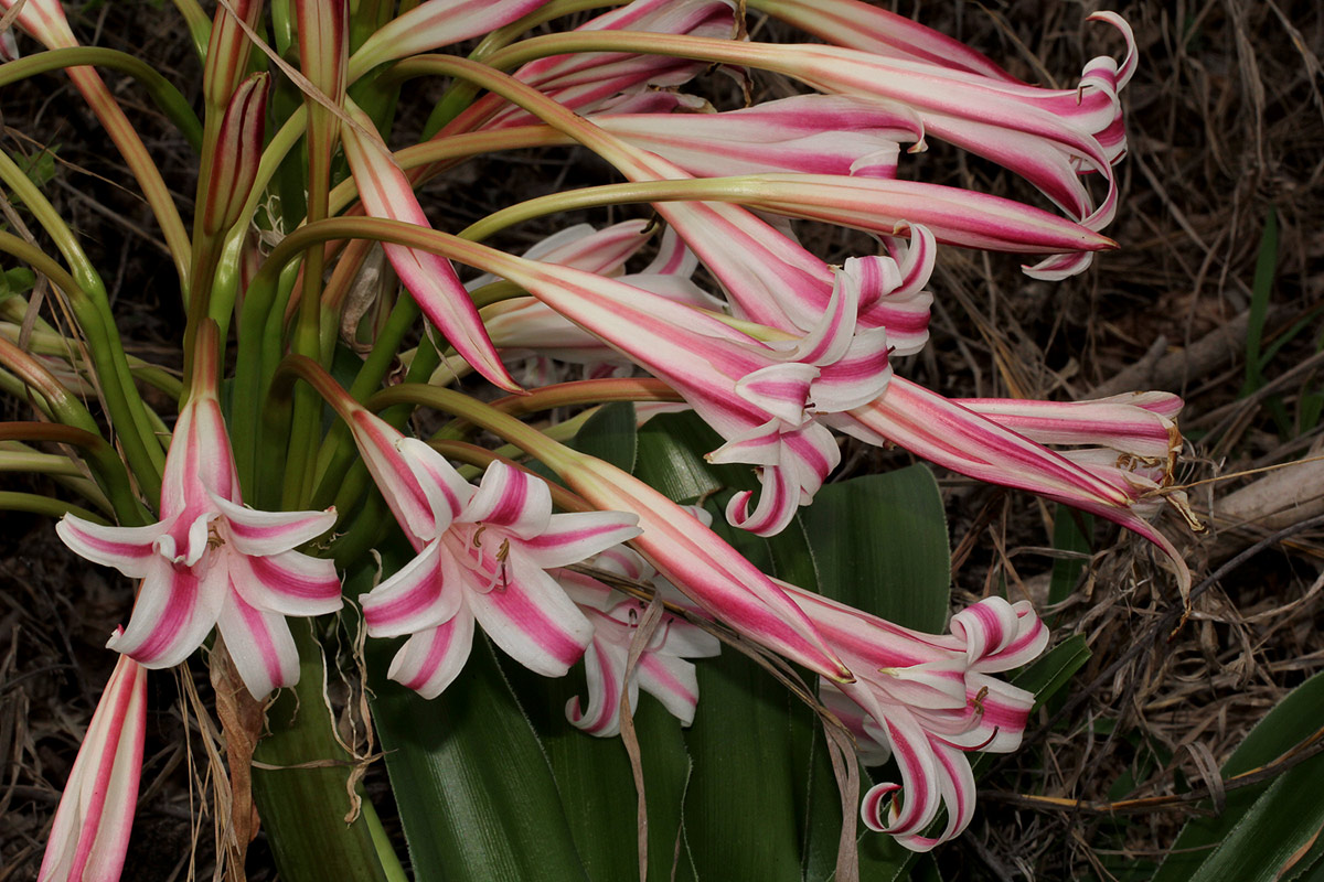 Crinum stuhlmannii subsp. delagoense