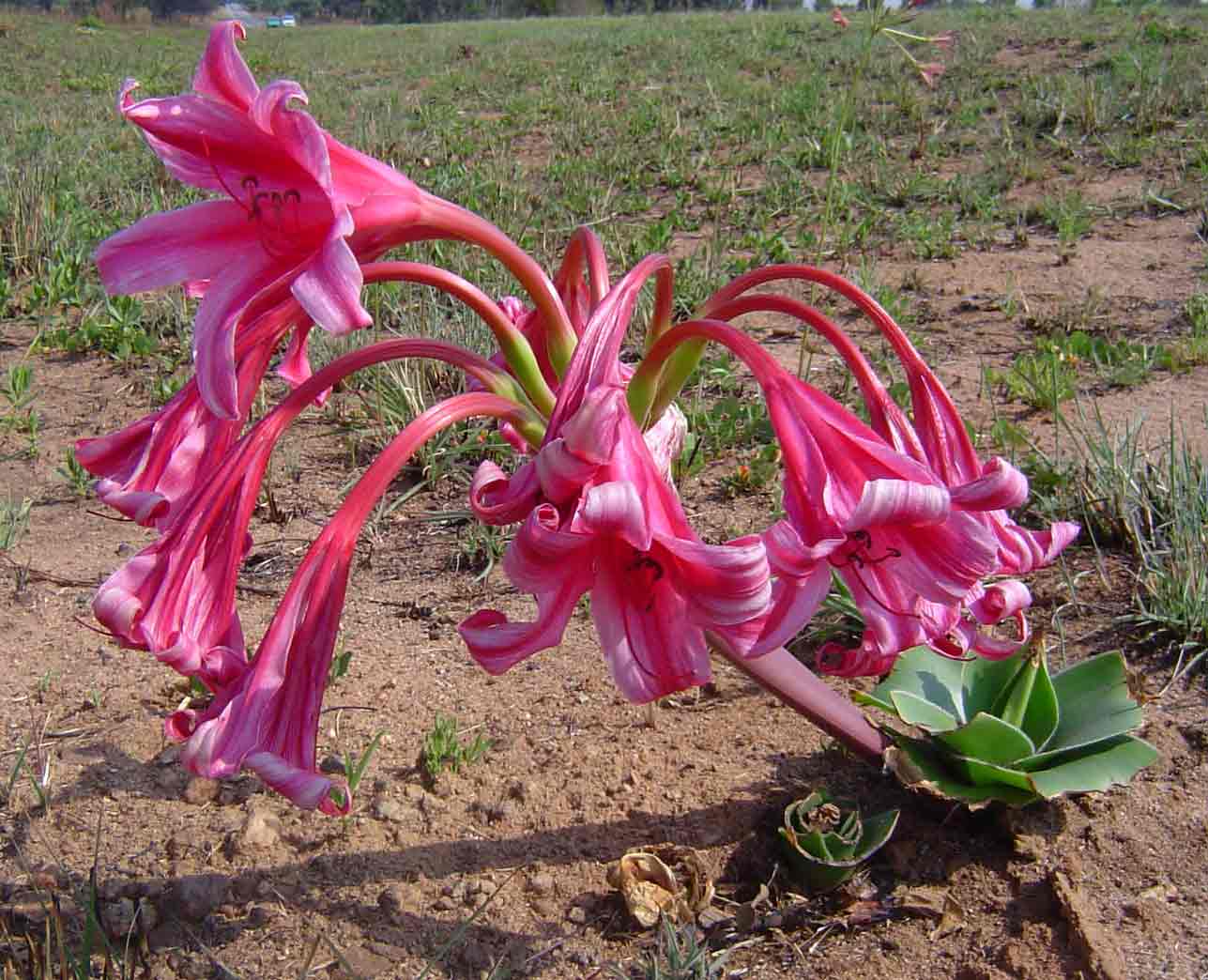 Crinum stuhlmannii subsp. delagoense