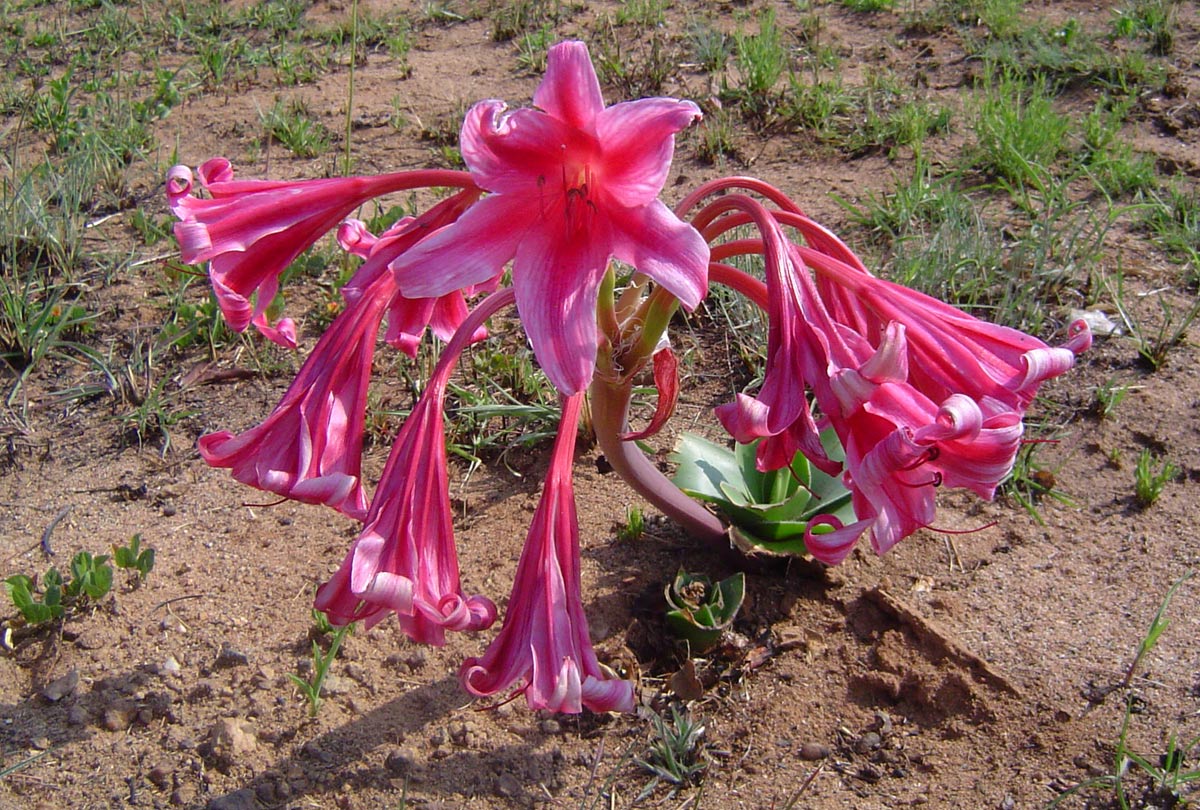 Crinum stuhlmannii subsp. delagoense