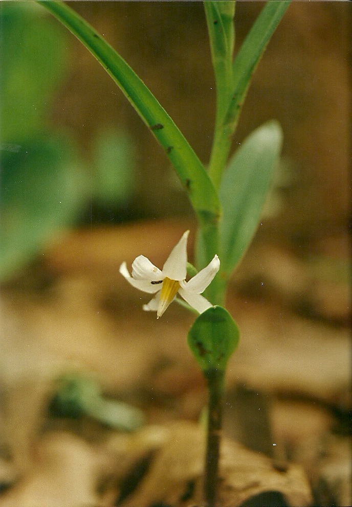 Walleria nutans