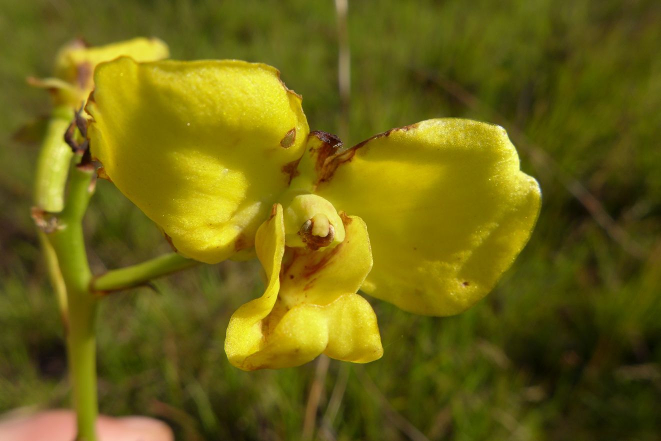 Eulophia speciosa