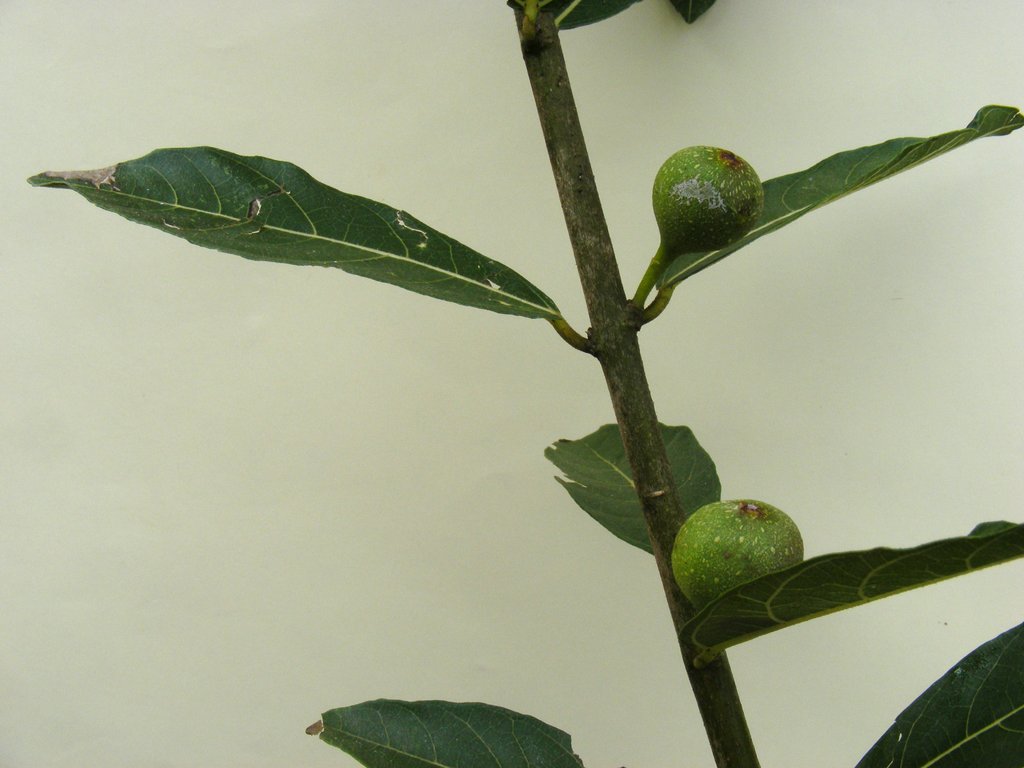 Ficus capreifolia