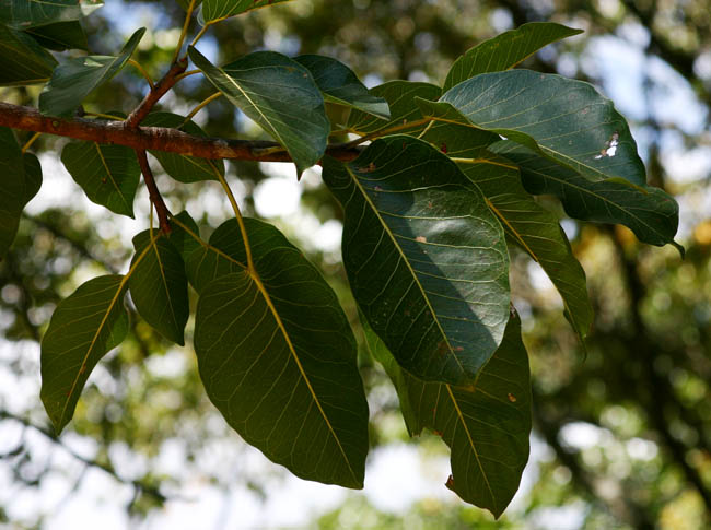 Ficus fischeri