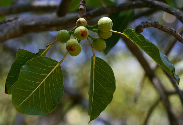 Ficus fischeri