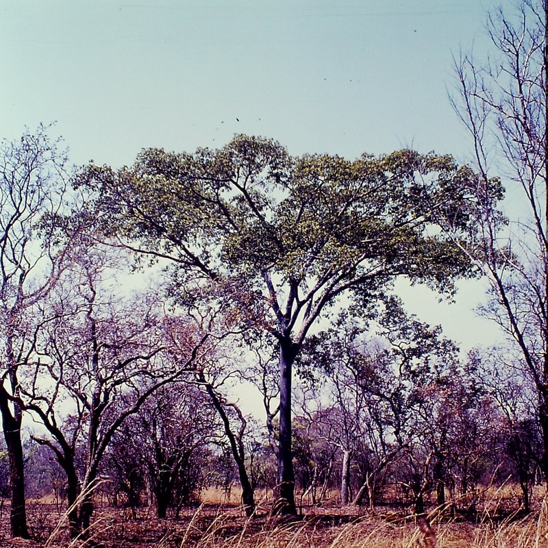 Ficus fischeri