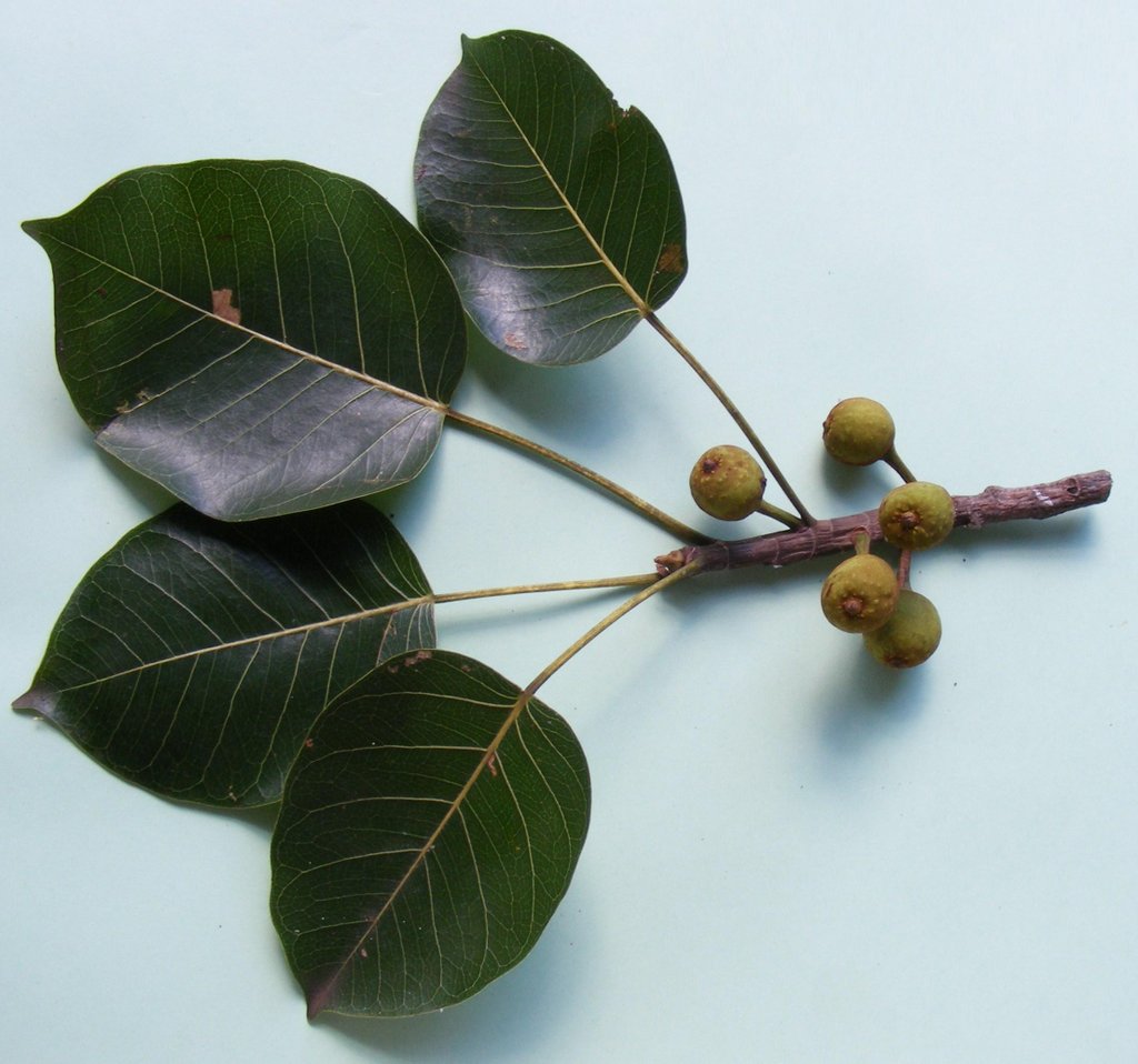 Ficus fischeri