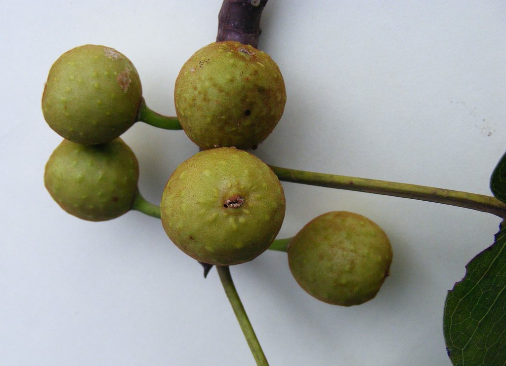 Ficus fischeri