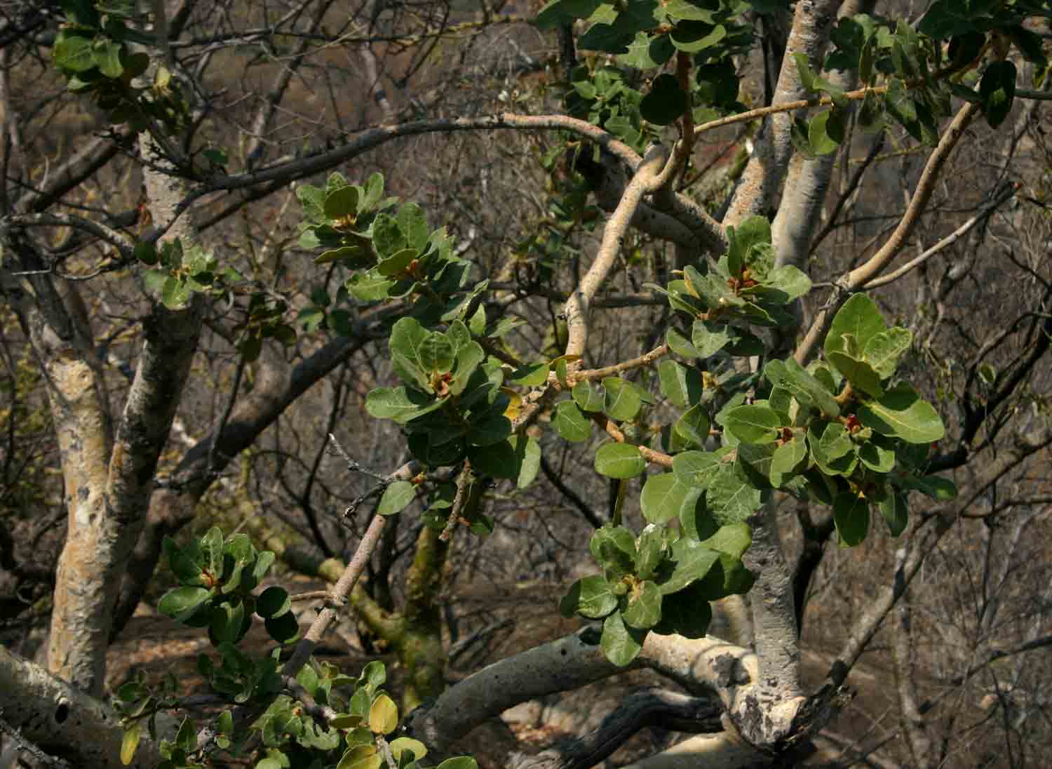 Ficus glumosa